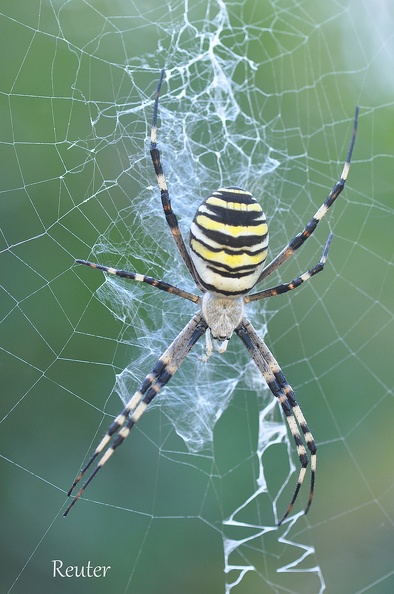 Wespenspinne (Argiope bruennichi)